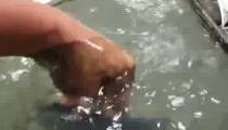 فیلم هیدروگرافیک 09306807083