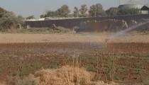 آبیاری زعفران