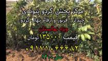 نهال گردو چندلر پیوندی،مرکز پخش نهال گردوی پیوندی ارسال یک روزه