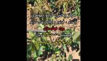 نهال گردو اصلاح شده،مرکز پخش نهال گردوی پیوندی ارسال یک روزه 09171066682