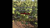 نهال گردو شناسنامه دار،مرکز پخش نهال گردوی پیوندی ارسال یک روزه 09171066682