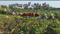 نهال گردو،مرکز پخش نهال گردوی پیوندی ارسال یک روزه 09171066682