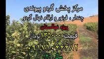 نهال گردو فرنور،مرکز پخش نهال گردوی پیوندی ارسال یک روزه 09171066682
