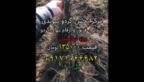 نهال گردو چندلر ،مرکز پخش نهال گردوی پیوندی ارسال یک روزه 09171066682