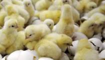 صفر تا صد پرورش مرغ با محصولات آرال شیمی