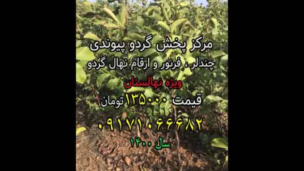 نهال گردو شناسنامه دار،مرکز پخش نهال گردوی پیوندی ارسال یک روزه 09171066682