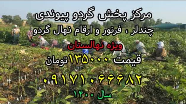 نهال گردو،مرکز پخش نهال گردوی پیوندی ارسال یک روزه 09171066682