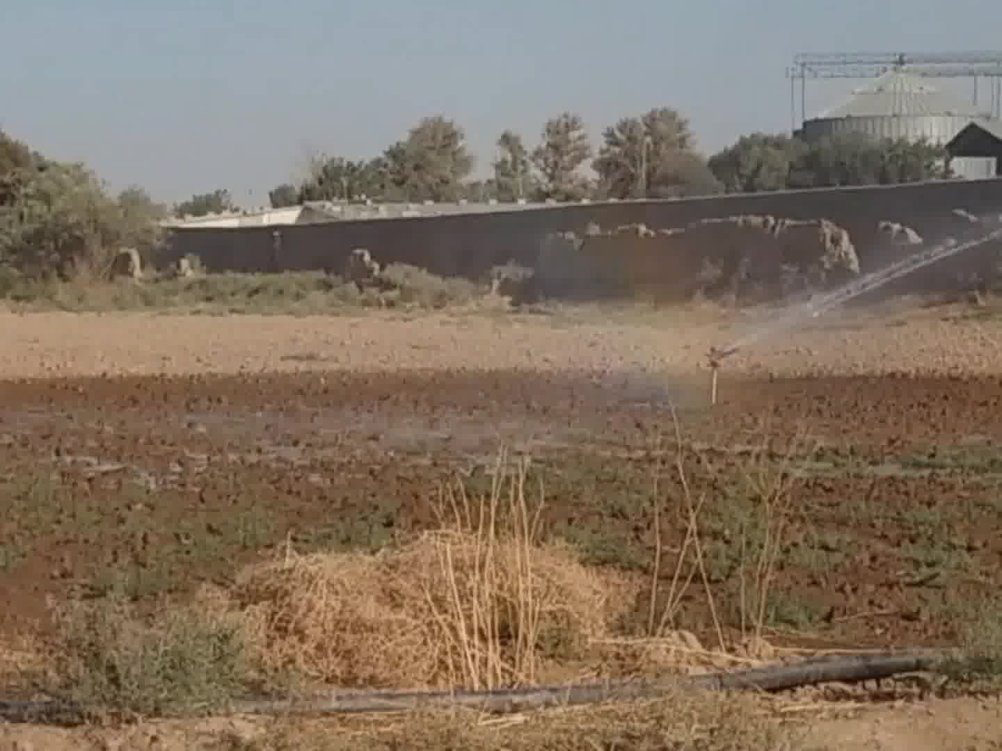 آبیاری زعفران