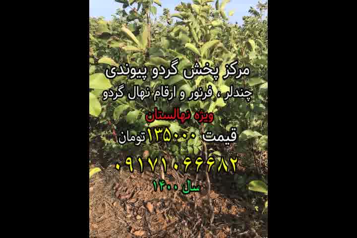 نهال گردو شناسنامه دار،مرکز پخش نهال گردوی پیوندی ارسال یک روزه 09171066682