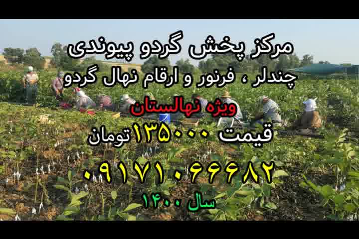 نهال گردو،مرکز پخش نهال گردوی پیوندی ارسال یک روزه 09171066682