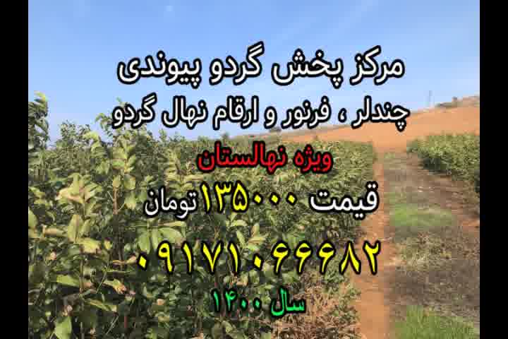 نهال گردو فرنور،مرکز پخش نهال گردوی پیوندی ارسال یک روزه 09171066682