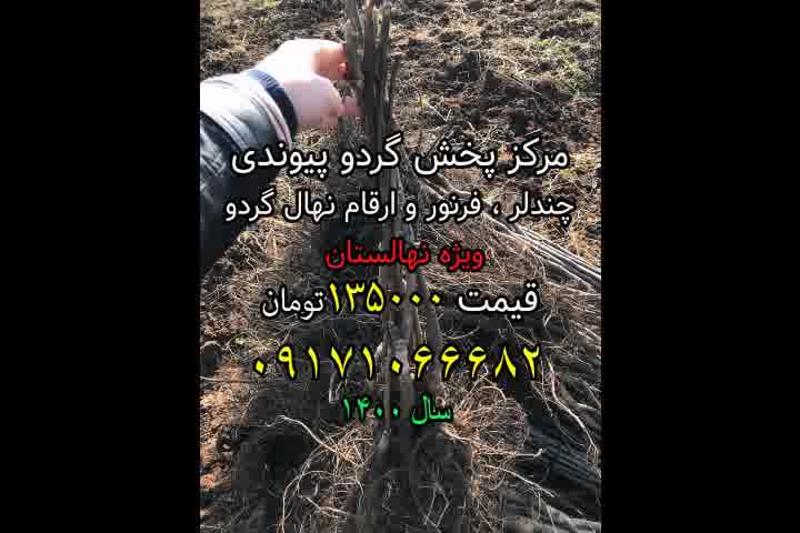 نهال گردو چندلر ،مرکز پخش نهال گردوی پیوندی ارسال یک روزه 09171066682