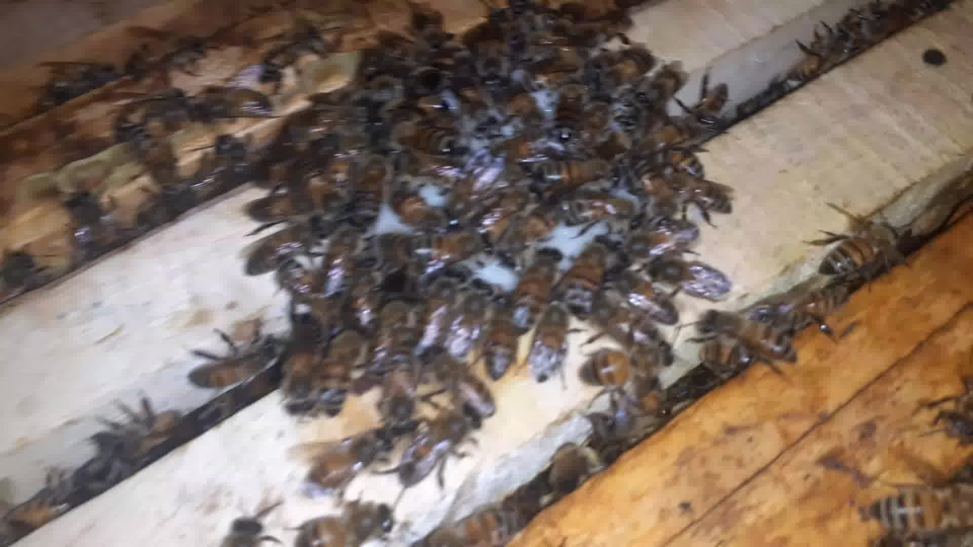 زنبور نژاد عالی ۱۲ مهر ۱۴۰۰۱ علی محمدزاده